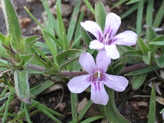 Dyschoriste microphylla