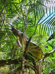 Ptychosperma elegans