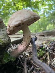 Boletus separans