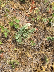 Castilleja citrina