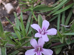 Dyschoriste microphylla