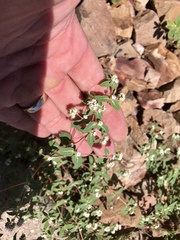 Euphorbia capitellata