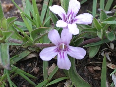 Dyschoriste microphylla