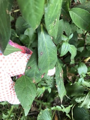 Septoria polygonorum