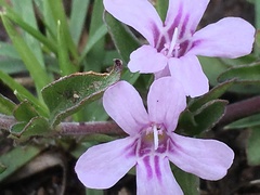 Dyschoriste microphylla