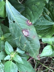 Septoria polygonorum