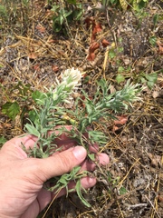 Castilleja citrina