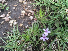 Dyschoriste microphylla