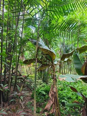 Ptychosperma elegans