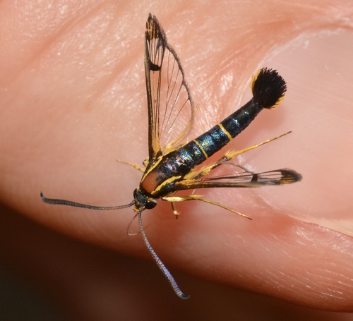Dogwood Borer Moth photo 3