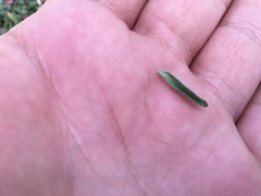 Dyschoriste microphylla