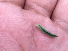 Dyschoriste microphylla