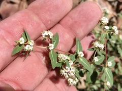 Euphorbia capitellata