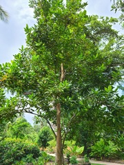 Pimenta racemosa