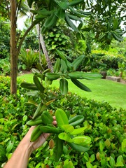 Pimenta racemosa