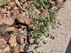 Euphorbia capitellata