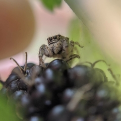 Salticidae