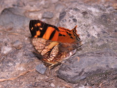 Hypanartia lethe