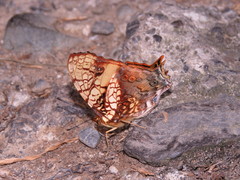 Hypanartia lethe