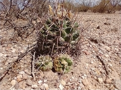Coryphantha robustispina scheeri
