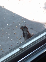 Passer domesticus