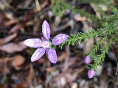 Philotheca salsolifolia