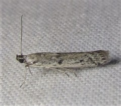 Phycitodes mucidella