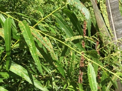 Aculus