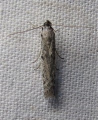 Phycitodes mucidella