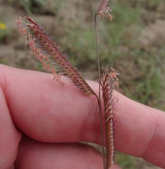 Bouteloua barbata rothrockii