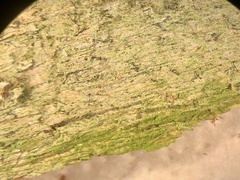 Chaenotheca xyloxena