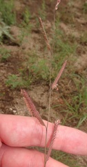 Bouteloua barbata rothrockii