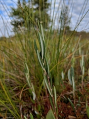Andromeda polifolia latifolia
