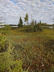 Andromeda polifolia latifolia