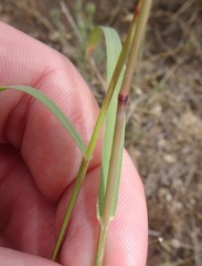 Bouteloua barbata rothrockii