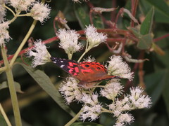 Vanessa braziliensis