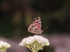 Vanessa braziliensis