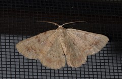 Aeolochroma quadrilinea