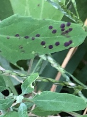 Norvellina chenopodii