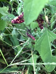 Norvellina chenopodii