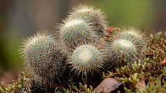 Mammillaria dixanthocentron