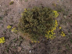 Condalia ericoides