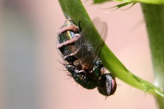 Entomophthorales