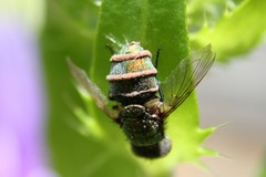 Entomophthorales