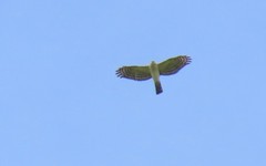 Accipiter striatus chionogaster