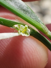 Polygonum striatulum