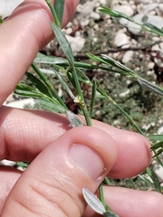 Polygonum striatulum