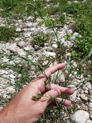 Polygonum striatulum
