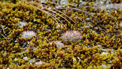 Mammillaria deherdtiana dodsonii