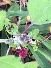 Norvellina chenopodii